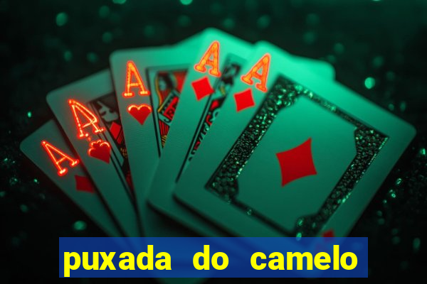 puxada do camelo jogo do bicho